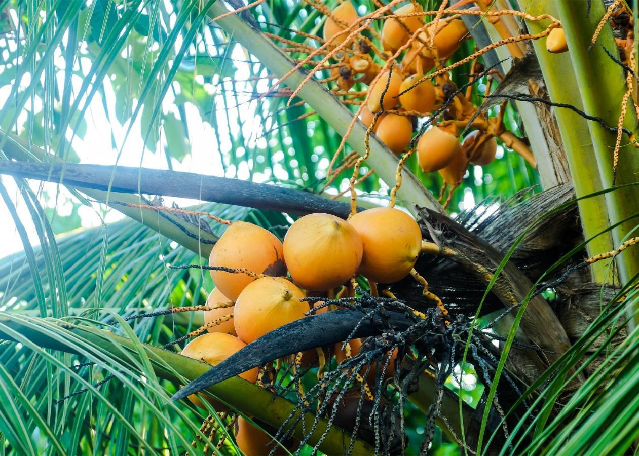 Plantation Inn Weligama Bagian luar foto